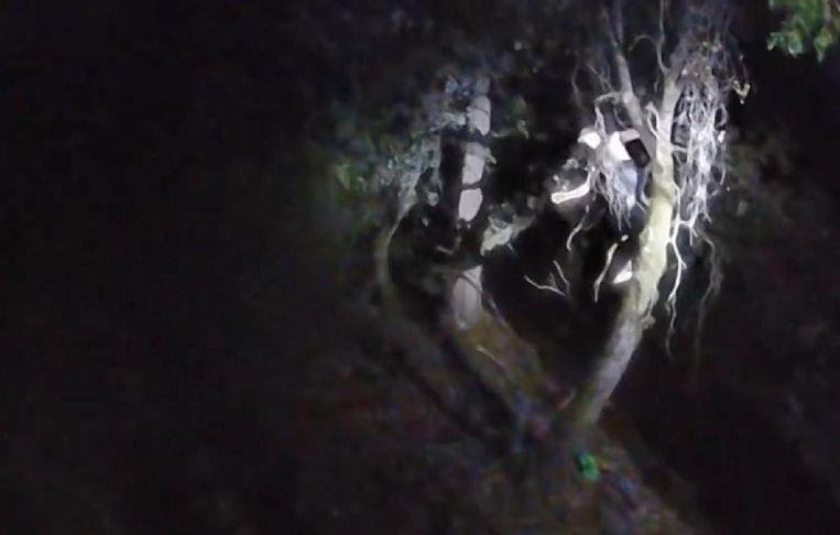 Man arrested after Placer K-9 finds him in tree – Gold Country Media