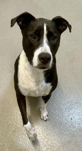 Placer SPCA Dog of the Week: Tom likes playing, and napping | Gold Country Media