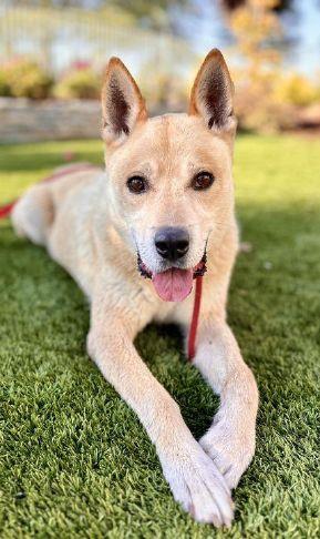 Placer SPCA Dog of the Week: Nyjah is a friend of other dogs | Gold Country Media