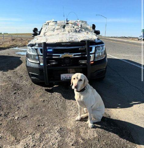El Dorado County Sheriff’s K9 Toby helps nab alleged drug trafficker. | Gold Country Media