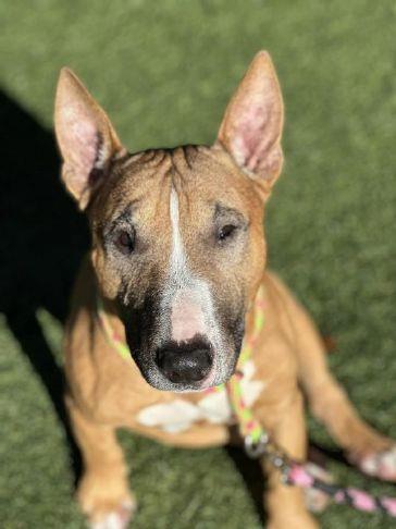 Placer SPCA Dog of the Week: Fido loves to snuggle – and walk | Gold Country Media