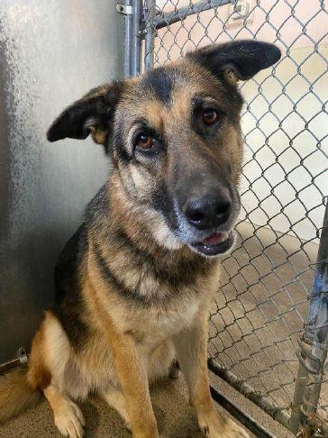 Placer SPCA Dog of the Week: Raven is playful and sweet | Gold Country Media