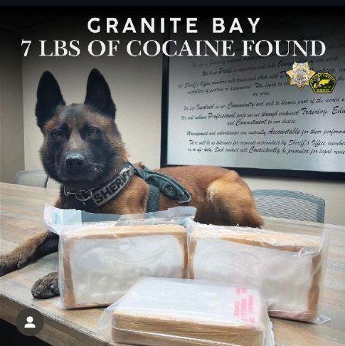 K9 sniffs out 7 pounds of cocaine during Granite Bay traffic stop – Gold Country Media