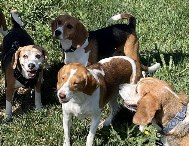 Roseville beagle meet-ups getting paw-pular – Gold Country Media
