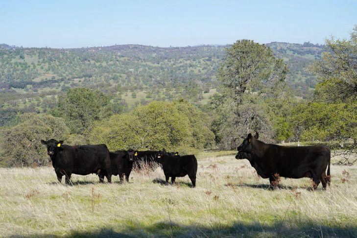 279 acres of blue oak woodlands protected in Western Placer County | Gold Country Media