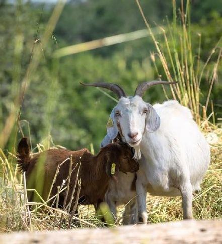 Goat shootings in Folsom? Rumors dispelled by goat managers | Gold Country Media