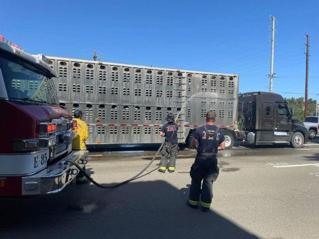 El Dorado Hills fire crews come to rescue of cows in distress – Gold Country Media