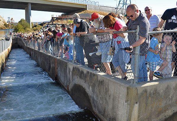 Nimbus Fish Hatchery closes visitor areas due to budget cuts | Gold Country Media