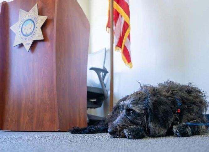 Canine support dog Toast reports for duty at the Placer County DA’s office