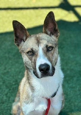 Placer SPCA Dog of the Week: Zuri loves outdoors, and snuggling | Gold Country Media