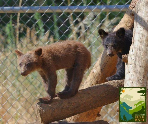 Local rescue to the rescue: Auburn facility takes in 6 orphaned black bear cubs