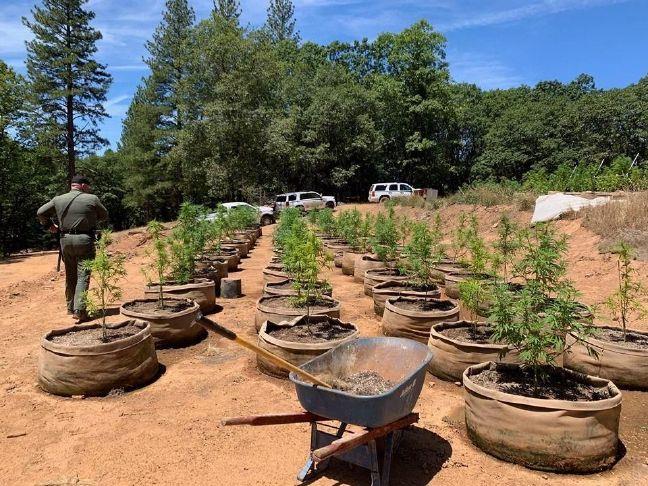 Auburn PD gets $320K in CHP marijuana funds for 2 electric patrol cars
