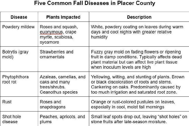 Reducing disease in the garden this fall | Gold Country Media